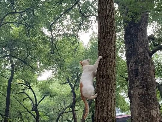 Cat: Don’t scream at me, squirrels are also mice.