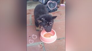 Ai trứng vịt lộn ko? yeucho yeuchomeo cún cúncon chó chómèo chócon chó_cưng chókhôn yeuchomeo cưng chócute pet dog dogsoftiktok doggo