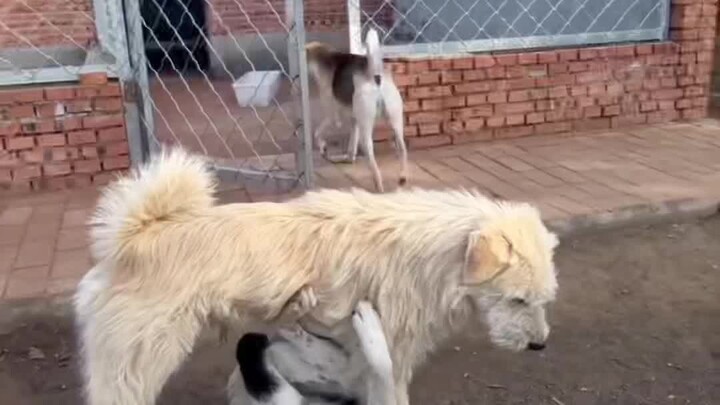 Muốn trở thành vua chó không chỉ cần giỏi đánh nhau, mà còn phải thông thạo các mối quan hệ xã hội m