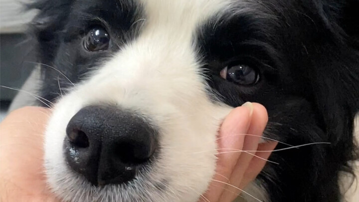 My dog’s reaction when I suddenly stop petting it!