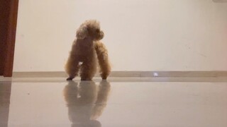 About the dog I have had for more than three years and how it looked after being adopted by my girlf