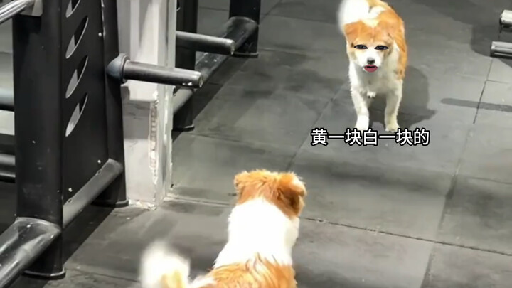 หมา: ฉันเคยหน้าตาแบบนี้เหรอ?