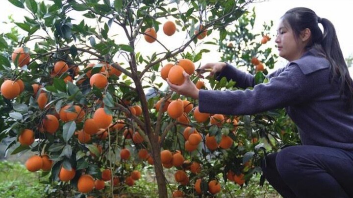 Picking Oranges from Your Own Orchard! Self-Sufficient Life is Amazing!