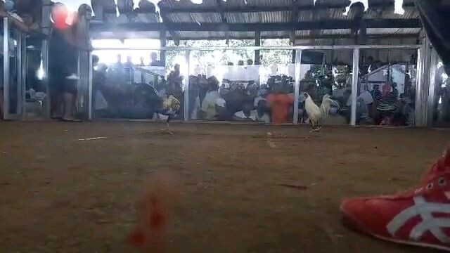 whitegull at mamburao cockpit 👌