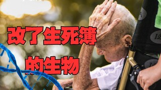 Why is human lifespan so extraordinary in nature?