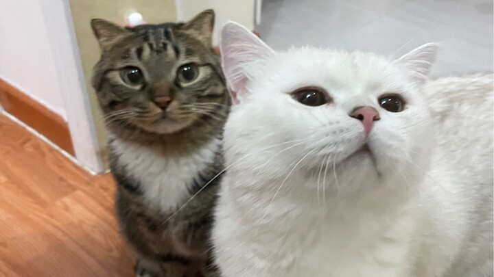 一吻难求！小猫咪排队求我亲亲！