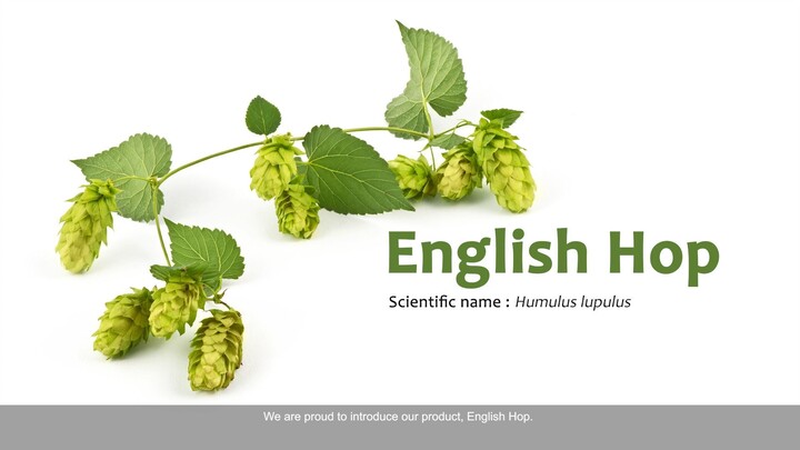 English Hop (ENG)_TSOC