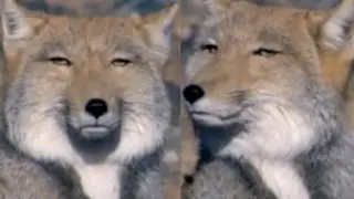 Tibetan Foxes