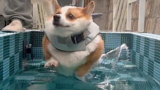 From an underwater perspective, look at the corgi swimming—it even secretly let out a fart!