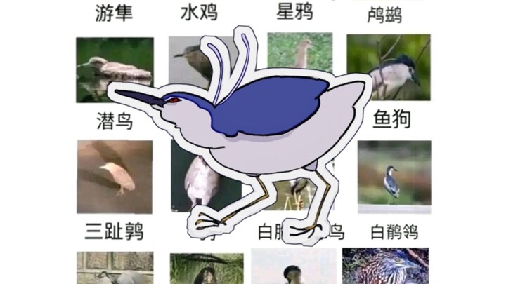 【鸟类meme】夜鹭主角的水鸟Пока Лена Проблем