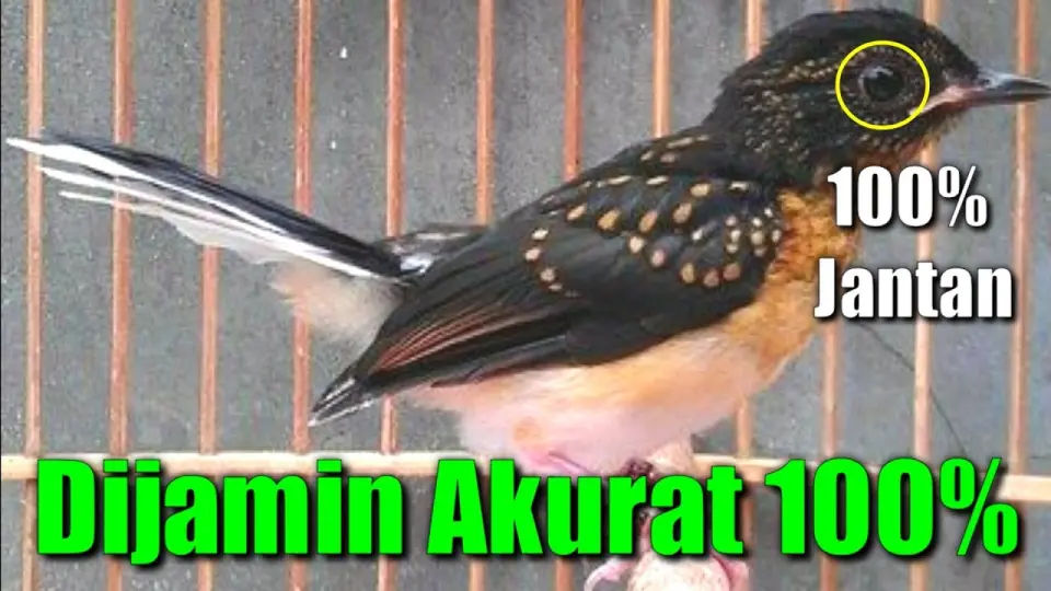 Cara Membedakan Murai TROTOL JANTAN & BETINA. - Bstation