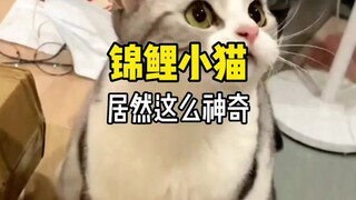 This is a cat that can bring good luck to countless people! "Koi" Kitten Cute Pet