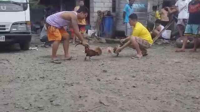 pangalawang laban ni gold lagi natatapat sa matangkad laban malakas tiwala eh😻