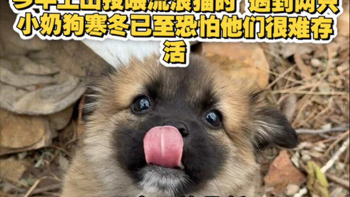 Sáng nay khi lên núi cho mèo hoang ăn, tôi tình cờ gặp hai chú chó con còn bú mẹ; mùa đông lạnh giá 