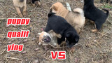 [Hewan] Kompetisi Anak Anjing Tugou Anjing Asli China