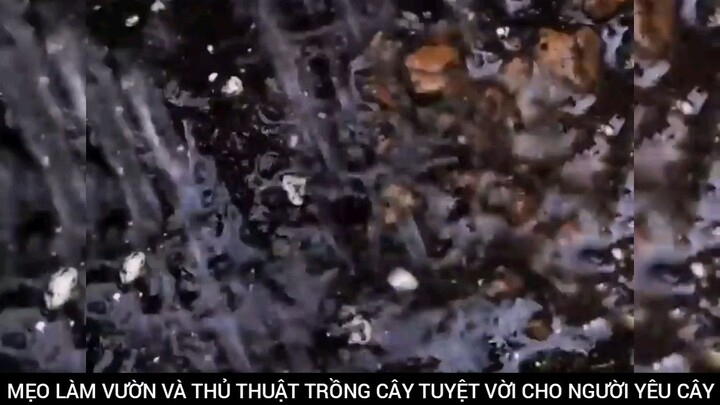 kỹ thuật trồng cây tuyệt vời cho người yêu thích