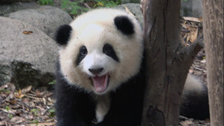 [Panda&Flower]Panda learns to climb tree after waking up from sleep!