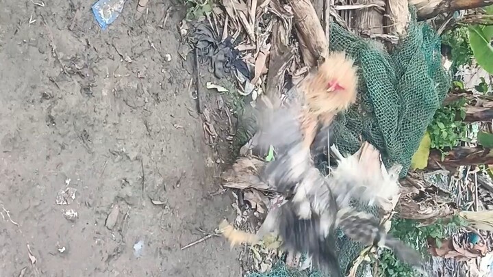magkapatid .. unang bitaw