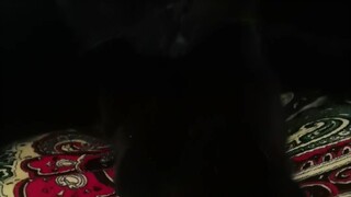 عطلة نهاية أسبوع مليئة بالبحث عن القط! في النهاية تعبتُ لدرجة أنني أصبحت مشوشًا تمامًا! 55555