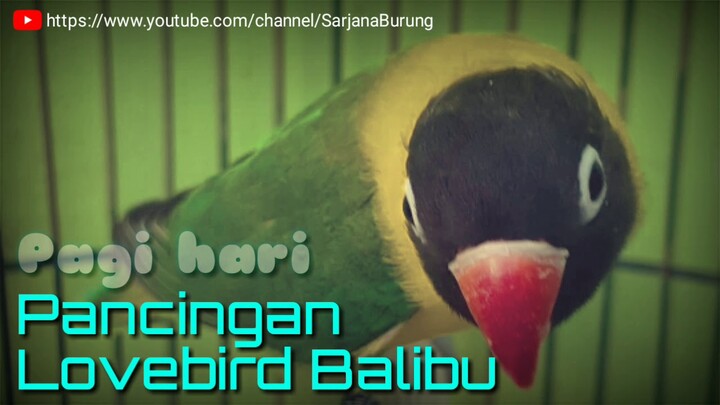 Pancingan Suara Burung Lovebird Balibu Pagi hari