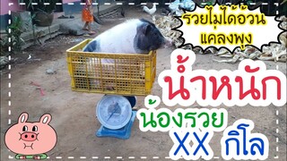 มาชมการชั่งน้ำหนักน้องรวยว่าได้กี่กิโล😯 น้ำหนักเกินไปแล้วนะรวย🐷😯🤭