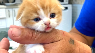 ลูกแมวโคโค่กัดนิ้วพ่อตอนหัดกิน