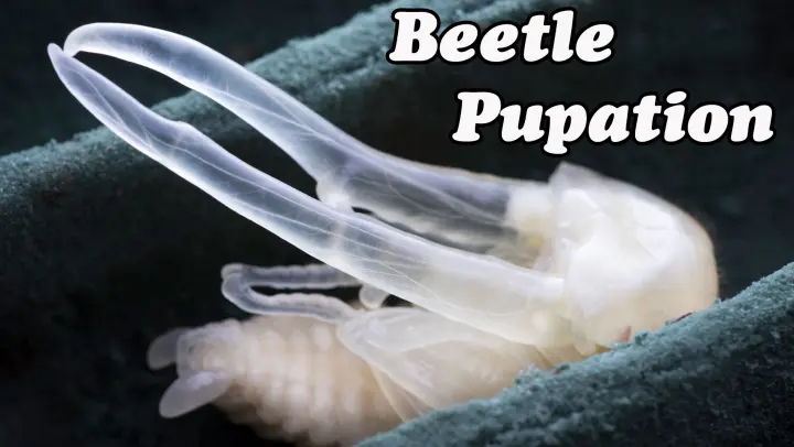 The process of beetle pupation