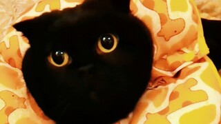 فيديو لتشيان سوي سوي أثناء دخول الحمام، هل يعجبكم؟