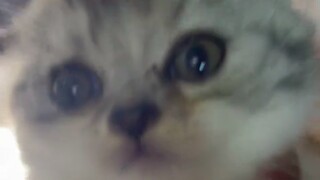Where is your mom, kitten?