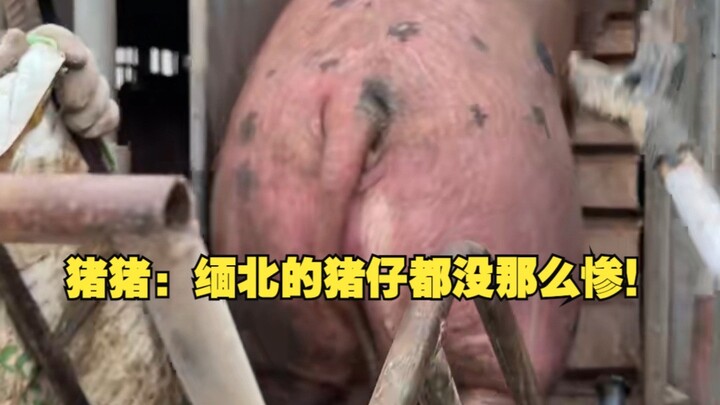 Zhu Zhu: Even the piglets in Northern Myanmar aren’t this miserable!