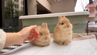 I like the one on the right posing.