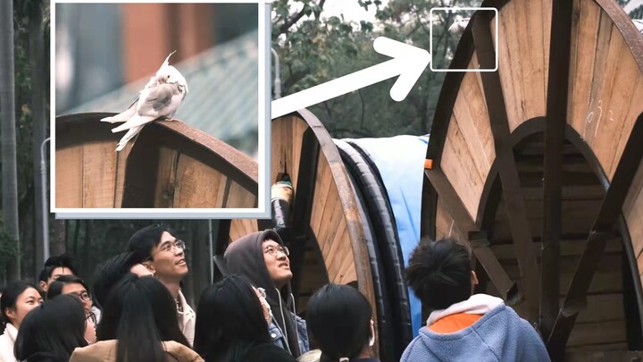 [Sun Yat-sen University] Hilarious—none of you have actually seen a parrot on campus, right? ‖ 4K Ul