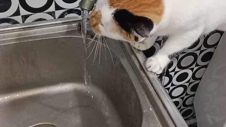 Thirsty cat
