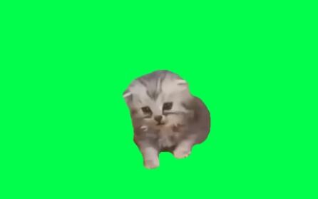 Bahan kucing kecil yang sedih