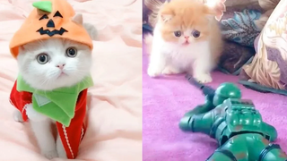 Baby Cats - การรวบรวมวิดีโอแมวเด็กตลกและน่ารัก