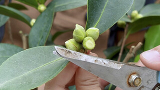 The correct way to prune camellia