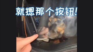 【动物解压】当狗狗把人类爸爸锁到卡车外面