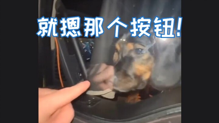 【动物解压】当狗狗把人类爸爸锁到卡车外面