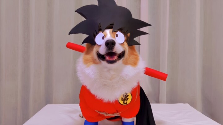 ความฝันเริ่มต้นขึ้นแล้ว! Dog Cos ดราก้อนบอล!