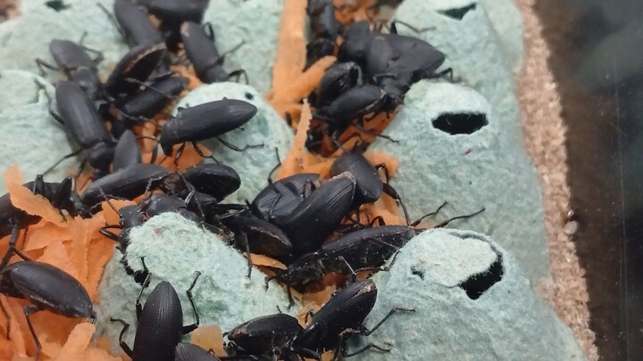 TENEBRIO GIGANTE