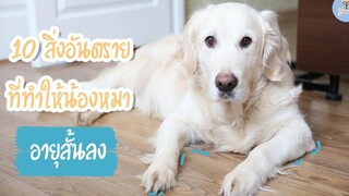 10 สิ่งอันตรายที่ทำให้น้องหมาอายุสั้นลง SudPad-Dog