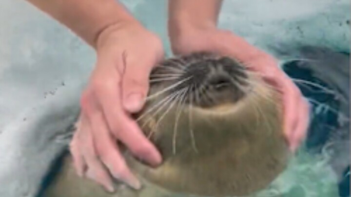 Rubbing the leopard's head