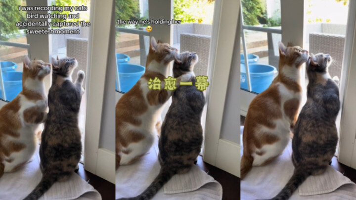 ฉันถ่ายติดฉากสุดน่ารักของเหล่าแมวเหมียวได้เลย 🥺