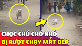 Chú chó tuy nhỏ 'NHƯNG CÓ VÕ' dí cho cả nhóm chọc mình phải 'XÁCH DÉP' bỏ chạy | Gâu Đần