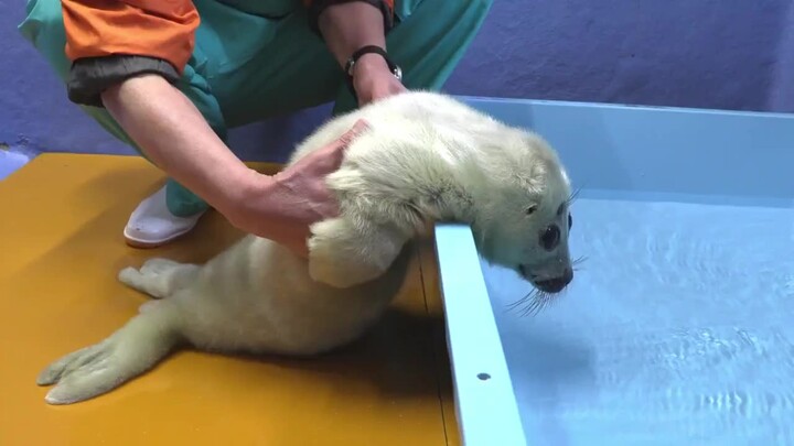 A newborn seal's first bath (?) (Toba Aquarium) (no sound)