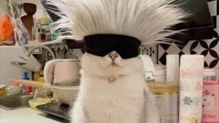 Never try to understand a cat's brain