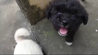 Cloud Dog Farming is here! Pick up a dog at the station. Episode 2