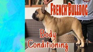 Paano ba magkundisyon ng mga French Bulldog, American Bully at mga ibang muscular dogs.