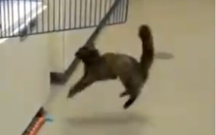 Cat: You’re using too many fake moves.