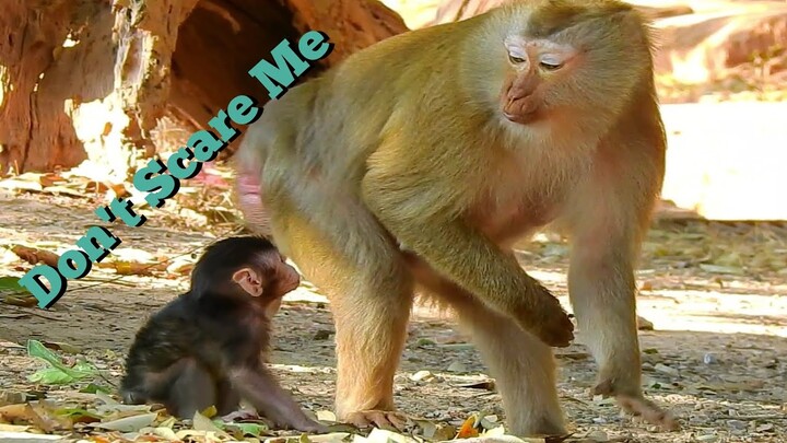 OMG Baby Monkey Thona Try To Follow Pigtail Monkey, Baby Monkey Make Pigtail Monkey Scare, Baby01